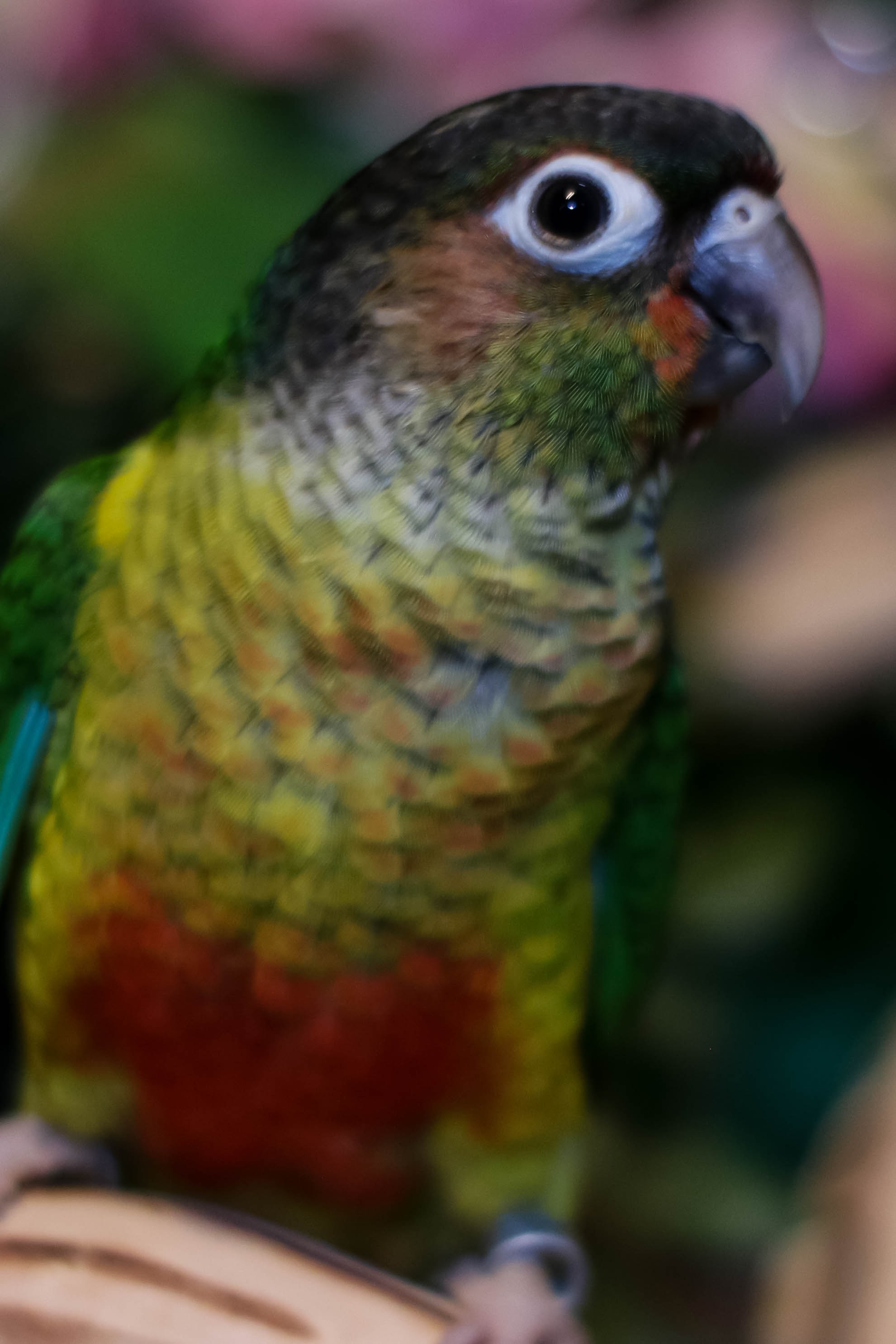 Colorful parrot perched on branch