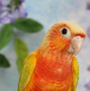 Rainbow lorikeet close-up portrait