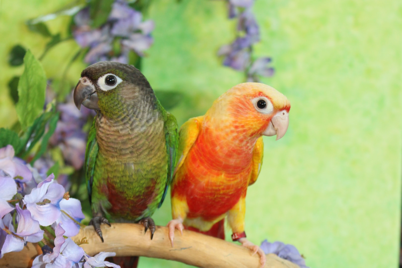 Two parrots perched together on branch