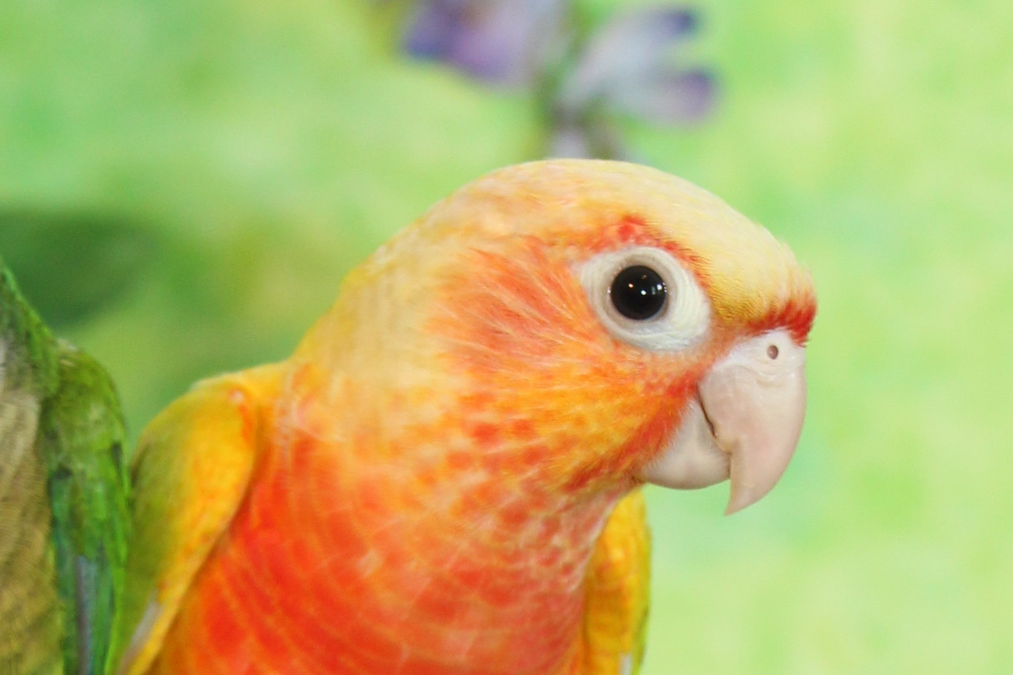 Sun conure with vibrant orange plumage