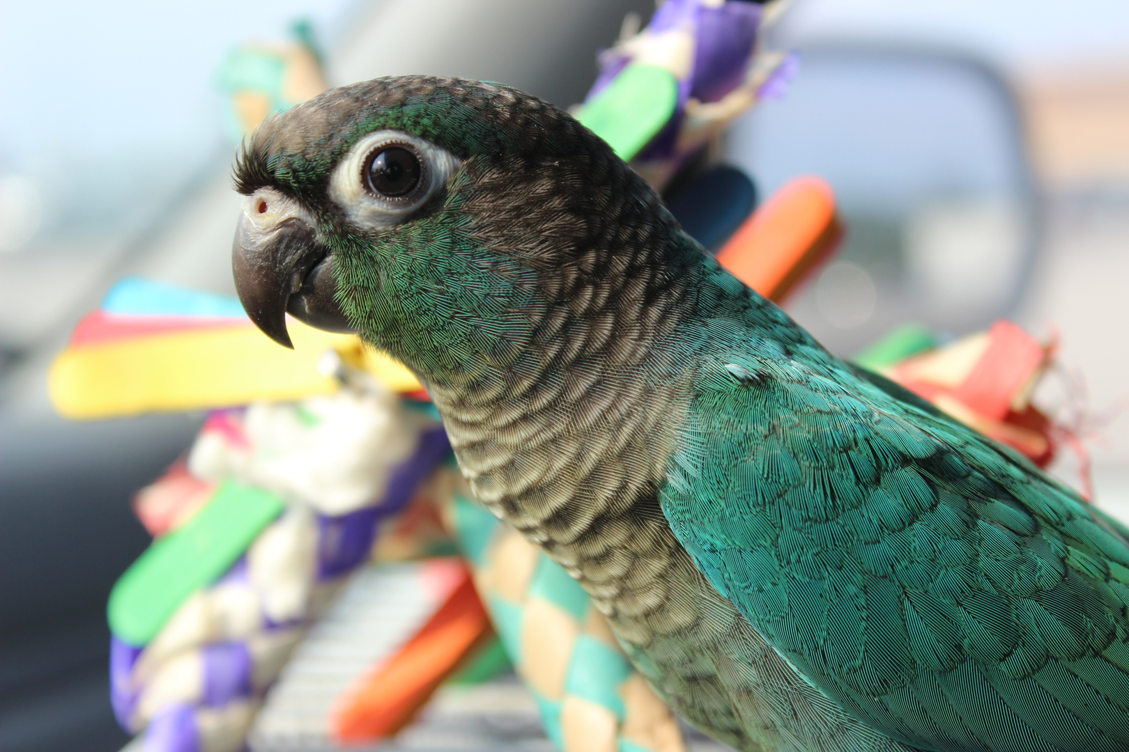 Green cheek conure parrot portrait